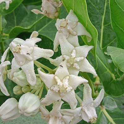 BAKEEKQALGQ4_Ajay_kirana_store_ChIJTS6Aww8x8jkR_bT5e91UYME_1