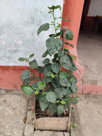 ELECWXGK93HH_Satyam_Singh__Electric___Broadband__ChIJ6eUp99Ef8jkR39BS9ZeNCUk_1