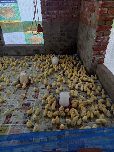 MANF0T0CBUB0_SR_Poultry_Farm_ChIJTfG_2lUl8jkRJ9BJQWwwMYI_1