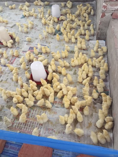 MANF0T0CBUB0_SR_Poultry_Farm_ChIJTfG_2lUl8jkRJ9BJQWwwMYI_3