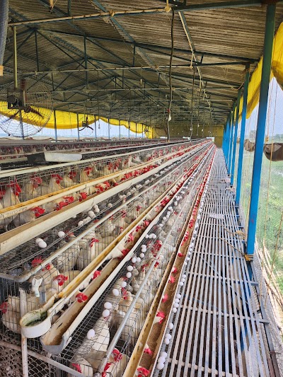 MANFDXADQXLW_Satyabhama_Egg_Layer_ChIJ2a5HdwA78jkRwloG9HkDElE_1