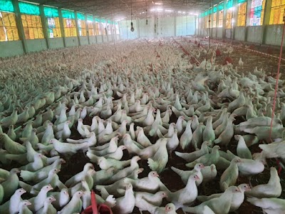 MANFHC2G7PO4_Krishisutra_Agro_Pullet_Farms_ChIJ0Sx-Myw98jkRnxmjNAj_XWM_1