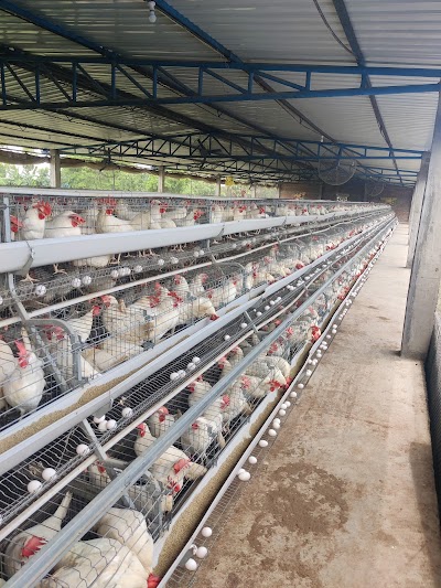 MANFHC2G7PO4_Krishisutra_Agro_Pullet_Farms_ChIJ0Sx-Myw98jkRnxmjNAj_XWM_2