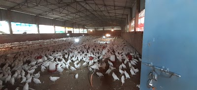 MANFHC2G7PO4_Krishisutra_Agro_Pullet_Farms_ChIJ0Sx-Myw98jkRnxmjNAj_XWM_9