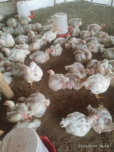 MANFJDZF6ROK_Paultri_ChIJBR_HEkgl8jkRanMV8cMTmx8_1