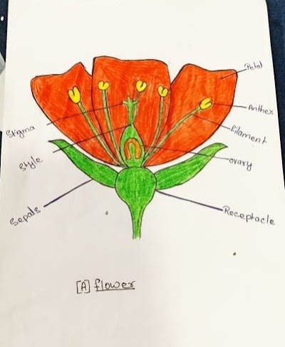 PHARUNXQA515_SMPL_Home_TuitionCoaching_Begusarai_ChIJBeRVyLIb8jkRwTVCasqczLs_5