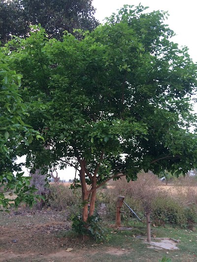 POSTFH5UXNBE_NIC_Jamui_ChIJOfIDbzgq8jkRhXaKJhE5ceo_2