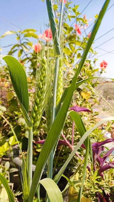 POSTQB3DQ4P5_Sangrampur_ChIJP8Qg5D8m8jkRiro7PNDp5bE_2