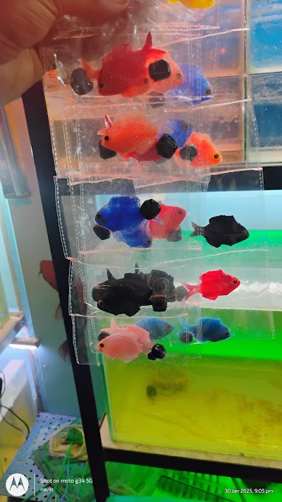 SUPER29SEE69_Dolphin_Aquarium_ChIJfdeaFqI98jkRqWwzXgf336E_4