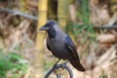 YOGALE92BGSI_Yoga_ANUSANDHAN_KENDRA__AJAY_KUMAR__ChIJNzEErAAb8jkR1BVgqbb2p2Q_6