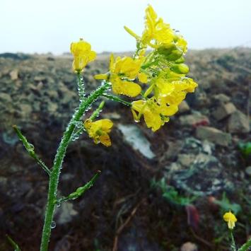 MANFQOKJYWL9_Natraj_Rice_Mills_Pvt_Ltd_ChIJ36E_eO478jkRLzXz0w6GBIU_10