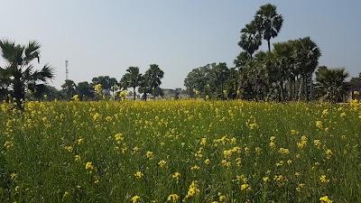 SCHOPE6RYCAS_Global_Public_School_ChIJI78PYRJH8jkRcj5vzMdKOPI_6