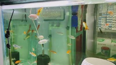 SUPER29SEE69_Dolphin_Aquarium_ChIJfdeaFqI98jkRqWwzXgf336E_1