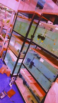 SUPER29SEE69_Dolphin_Aquarium_ChIJfdeaFqI98jkRqWwzXgf336E_6